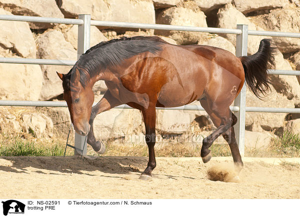 trabendes Pura Raza Espanola / trotting PRE / NS-02591