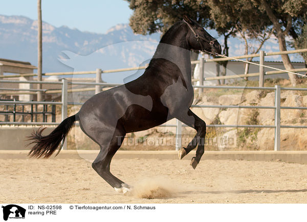steigendes Pura Raza Espanola / rearing PRE / NS-02598