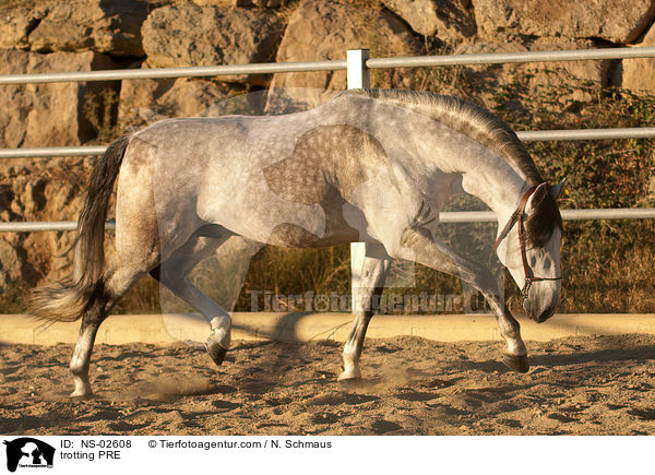 trotting PRE / NS-02608