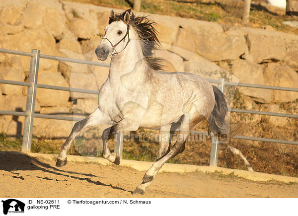 galloping PRE / NS-02611
