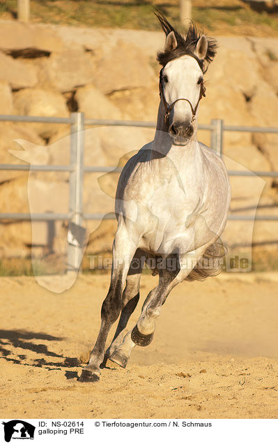 galloping PRE / NS-02614