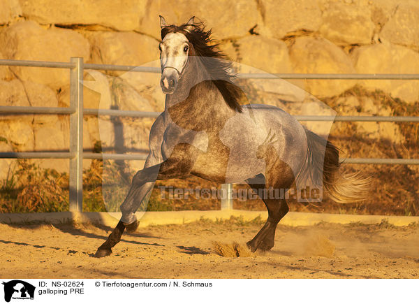 galoppierendes Pura Raza Espanola / galloping PRE / NS-02624