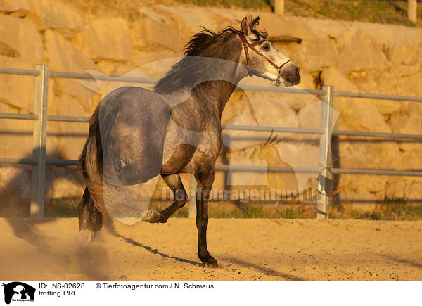 trabendes Pura Raza Espanola / trotting PRE / NS-02628