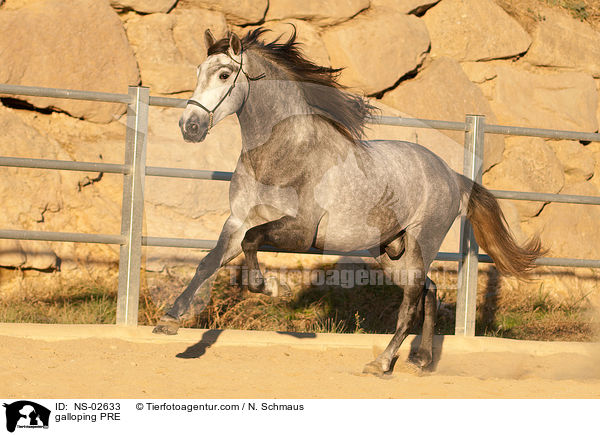 galoppierendes Pura Raza Espanola / galloping PRE / NS-02633