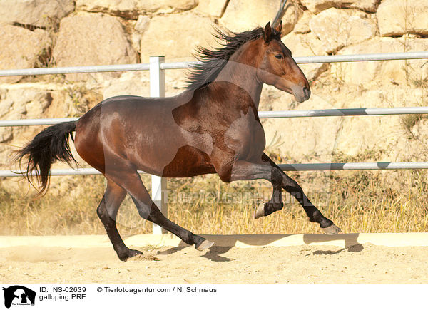 galloping PRE / NS-02639