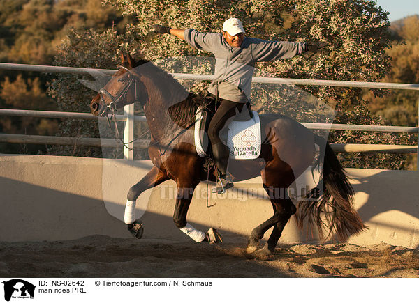 Mann reitet Pura Raza Espanola / man rides PRE / NS-02642