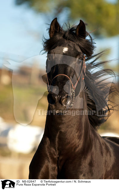 Pura Raza Espanola Portrait / NS-02647