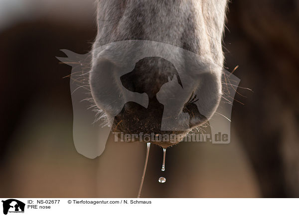 PRE nose / NS-02677