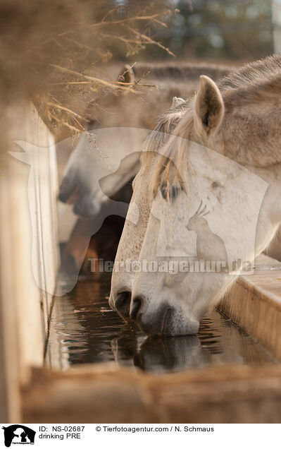 trinkende Pura Raza Espanola / drinking PRE / NS-02687