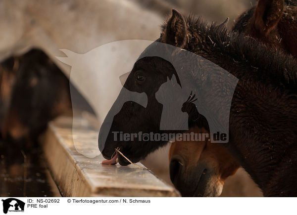 Pura Raza Espanola Fohlen / PRE foal / NS-02692