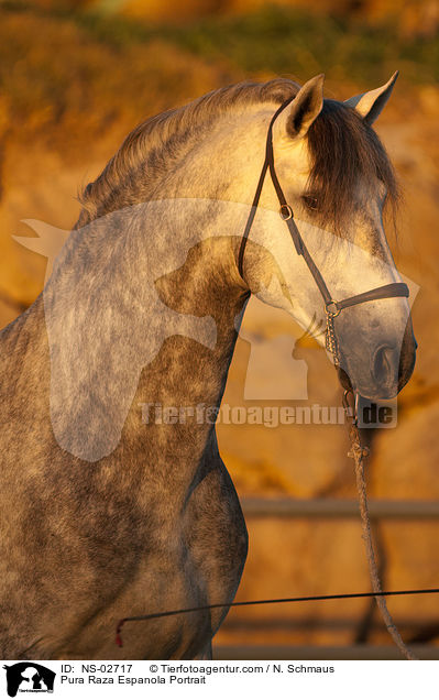 Pura Raza Espanola Portrait / NS-02717