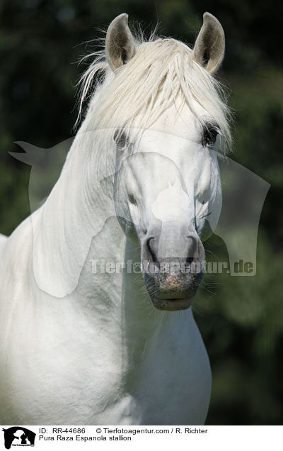 Pura Raza Espanola stallion / RR-44686