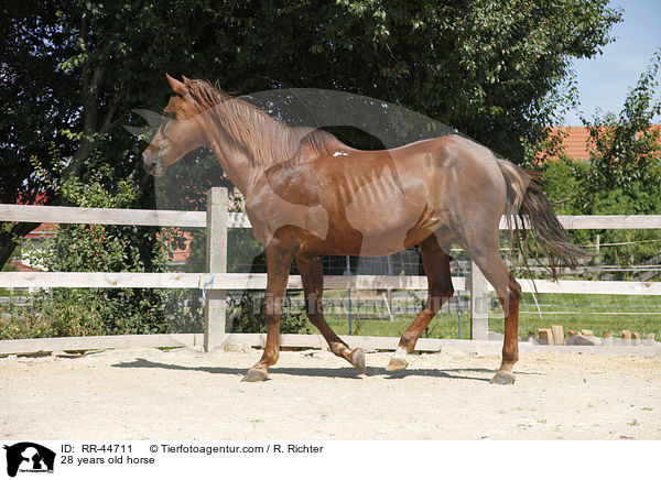 28 years old horse / RR-44711
