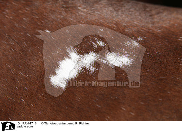 saddle sore / RR-44716