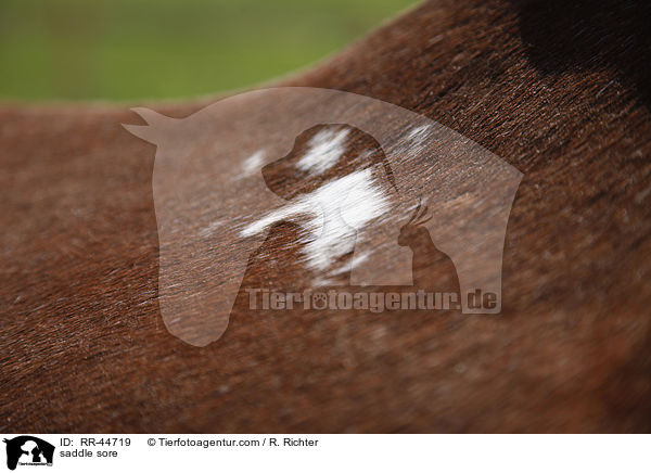 Satteldruck / saddle sore / RR-44719