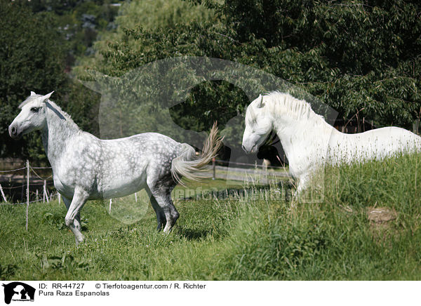 Pura Raza Espanolas / Pura Raza Espanolas / RR-44727