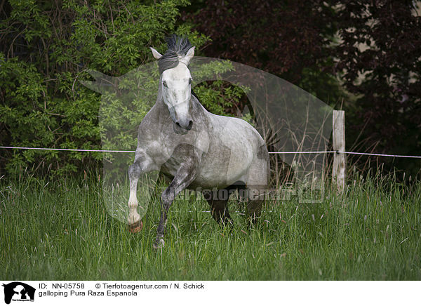 galloping Pura Raza Espanola / NN-05758