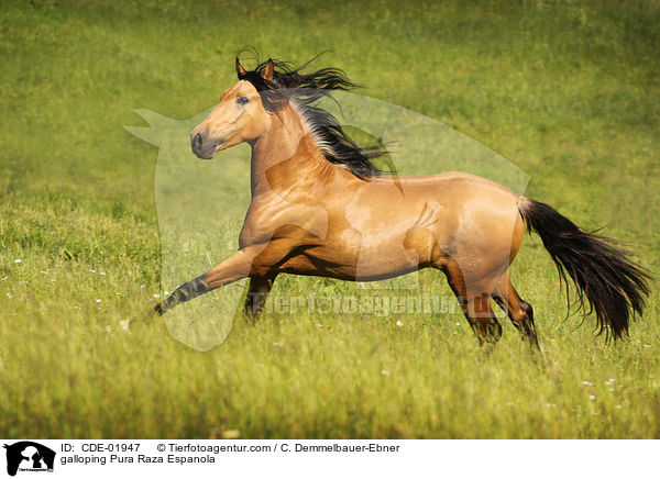 galoppierender Pura Raza Espanola / galloping Pura Raza Espanola / CDE-01947