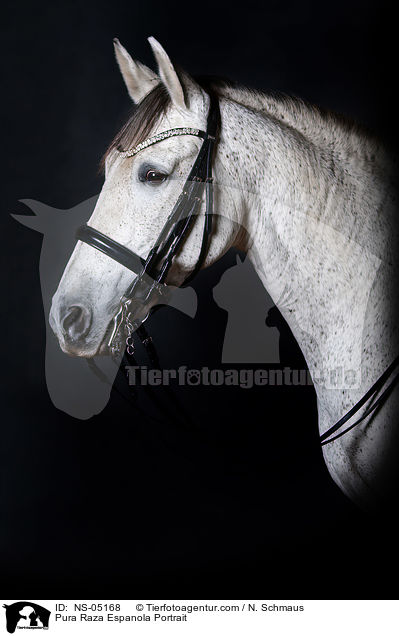 Pura Raza Espanola Portrait / NS-05168