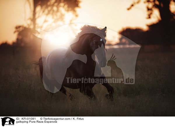 galloping Pura Raza Espanola / KFI-01081