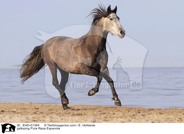 galloping Pura Raza Espanola / EHO-01364
