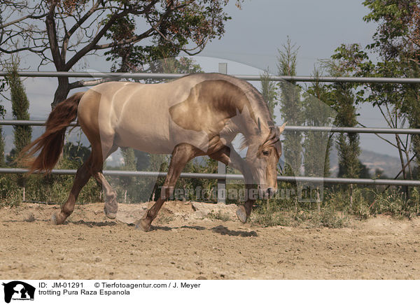 trabender Pura Raza Espanola / trotting Pura Raza Espanola / JM-01291