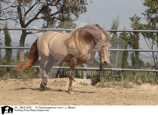 trabender Pura Raza Espanola / trotting Pura Raza Espanola / JM-01292