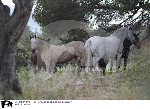 herd of horses / JM-01310