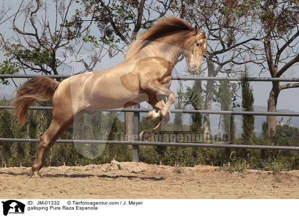 galoppierender Pura Raza Espanola / galloping Pura Raza Espanola / JM-01332
