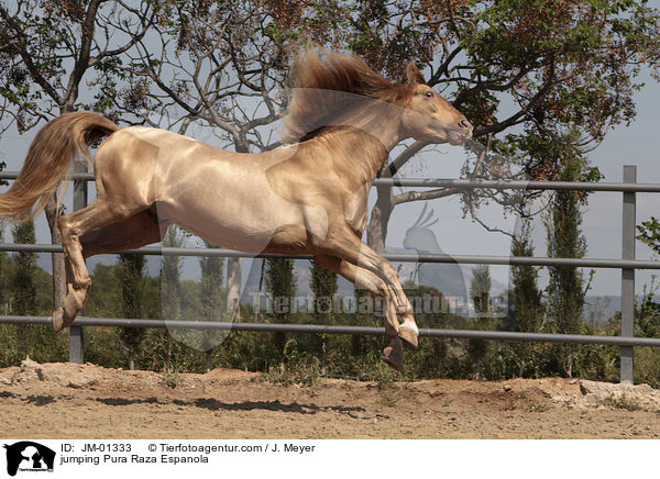 springender Pura Raza Espanola / jumping Pura Raza Espanola / JM-01333