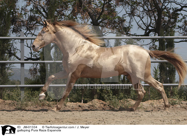 galoppierender Pura Raza Espanola / galloping Pura Raza Espanola / JM-01334