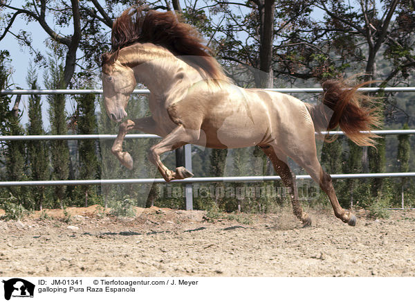 galoppierender Pura Raza Espanola / galloping Pura Raza Espanola / JM-01341