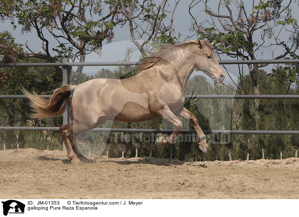 galoppierender Pura Raza Espanola / galloping Pura Raza Espanola / JM-01353