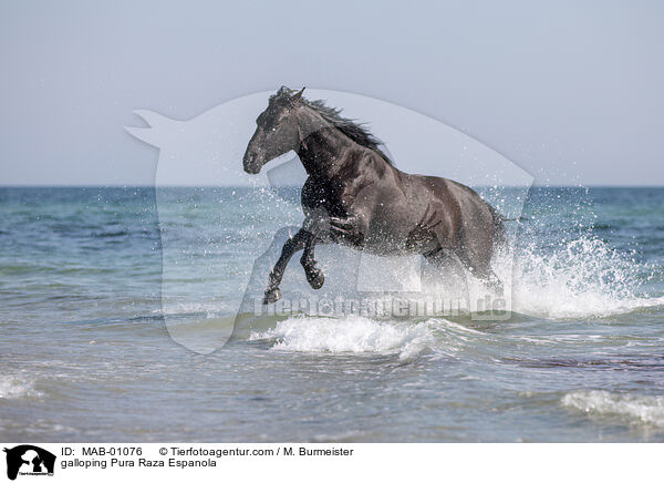 galoppierender Pura Raza Espanola / galloping Pura Raza Espanola / MAB-01076