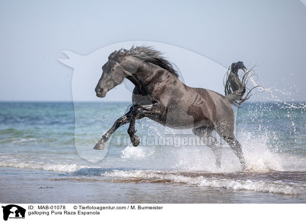 galoppierender Pura Raza Espanola / galloping Pura Raza Espanola / MAB-01078