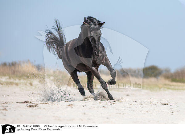 galloping Pura Raza Espanola / MAB-01086