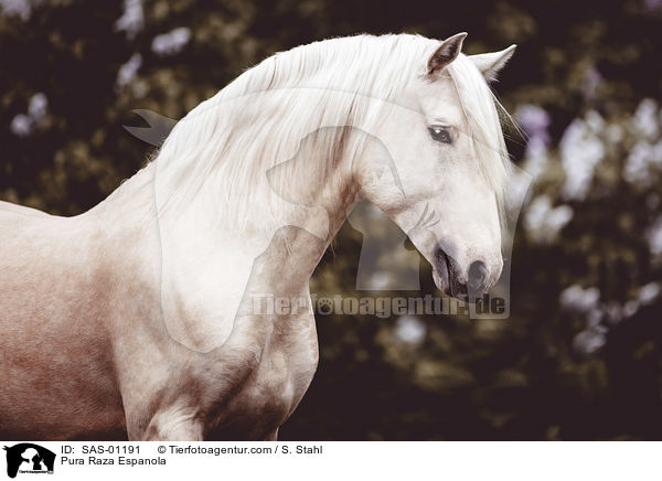 Pura Raza Espanola / Pura Raza Espanola / SAS-01191