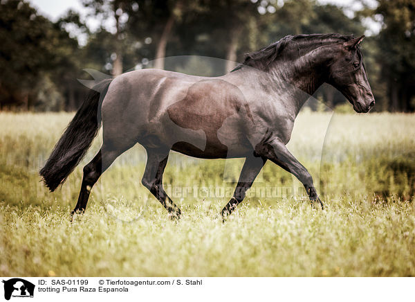 trotting Pura Raza Espanola / SAS-01199