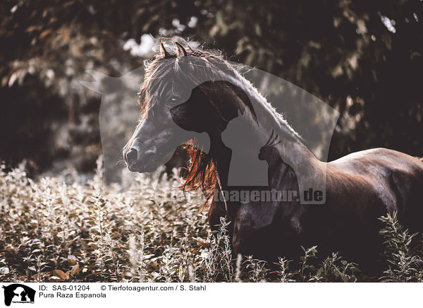 Pura Raza Espanola / Pura Raza Espanola / SAS-01204