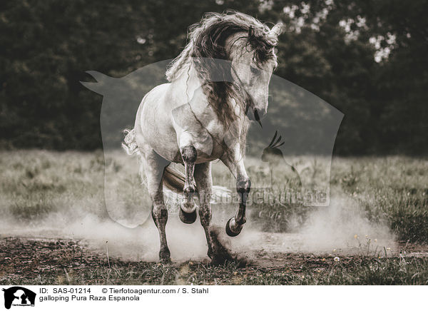 galloping Pura Raza Espanola / SAS-01214