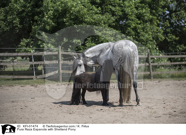 Pura Raza Espanola mit Shetlandpony / Pura Raza Espanola with Shetland Pony / KFI-01474