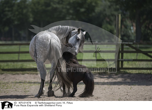 Pura Raza Espanola with Shetland Pony / KFI-01478