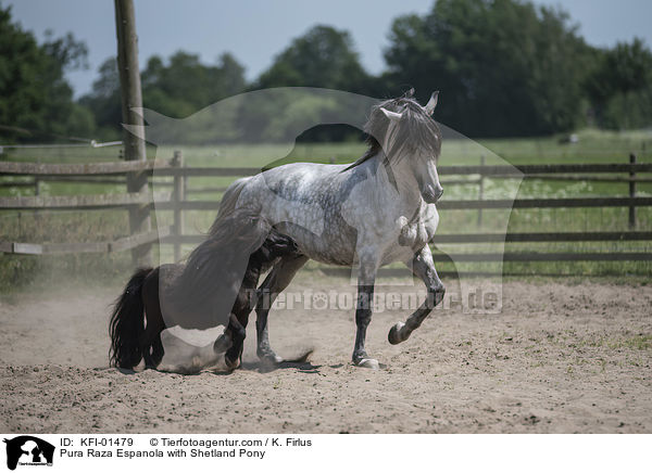Pura Raza Espanola mit Shetlandpony / Pura Raza Espanola with Shetland Pony / KFI-01479