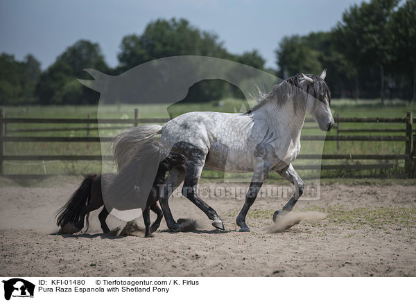Pura Raza Espanola with Shetland Pony / KFI-01480