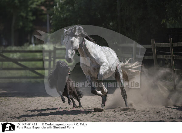 Pura Raza Espanola with Shetland Pony / KFI-01481