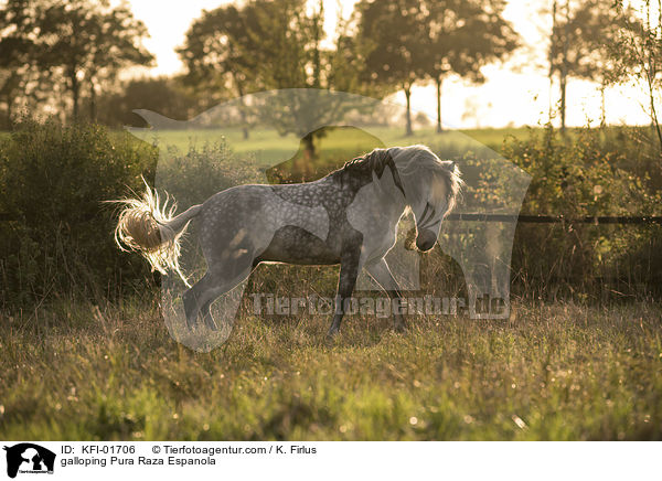 galloping Pura Raza Espanola / KFI-01706