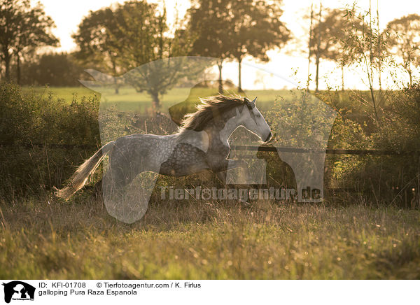 galloping Pura Raza Espanola / KFI-01708