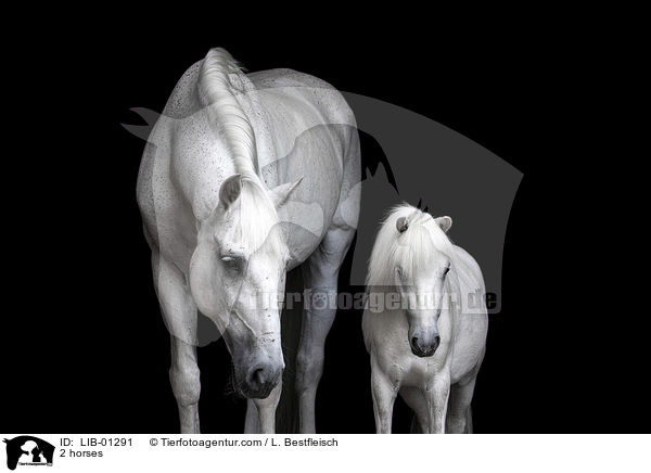 2 horses / LIB-01291