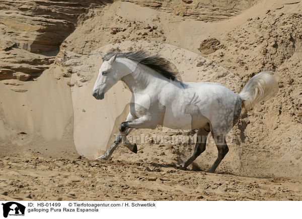 galloping Pura Raza Espanola / HS-01499