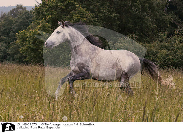 galoppierender Pura Raza Espanola / galloping Pura Raza Espanola / HS-01573
